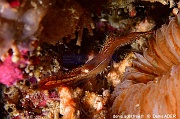 Leander plumosus Crevette plume Bangka Tiga Batu-19m-20240928-da-DSC_0858_tn